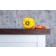 Wenge Worktops 4